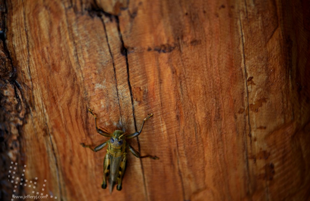 Grasshopless