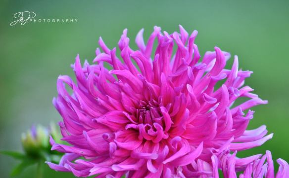 1040059_10200692944224134_1353551524_o