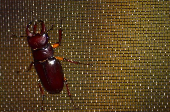Stag Beetle 